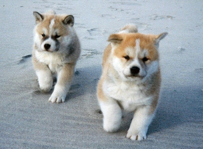 砂浜と秋田犬の子犬